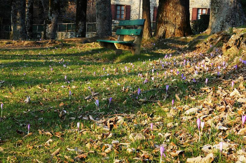 LA MIA VALLOMBROSA